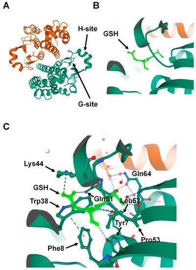 Glutathione S-Transferases in Cancer | Encyclopedia MDPI