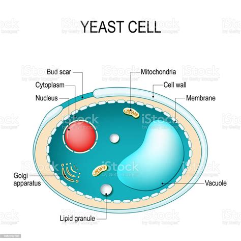 Cross Section Of A Yeast Cell Structure Of Fungus Cell Stock ...