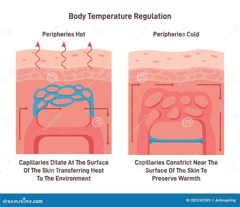 Body Temperature Regulation Process. Control of Human Skin Temperature Stock Vector ...