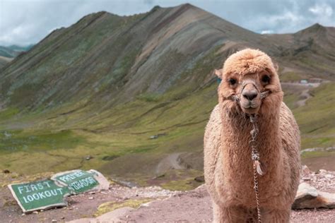 Palcoyo, Cusco, Peru | Cusco, Peru, Animals