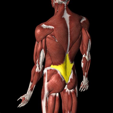 Thoracolumbar Fascia