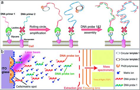 DNA-mediated cell surface engineering for multiplexed glycan profiling ...