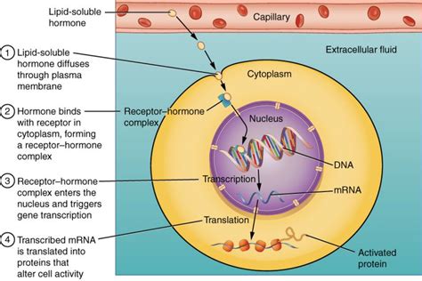 How Steroid Hormones Work in the Body