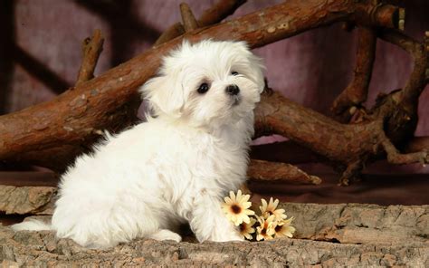 Lovely White Puppy Dog HD desktop wallpaper : Widescreen : High Definition : Fullscreen