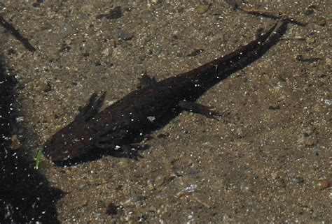 Found this Mudpuppy-like salamander in a lake inside Mt.Rainier ...