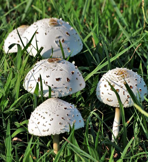 White Amanita Mushrooms In Grass Free Stock Photo - Public Domain Pictures