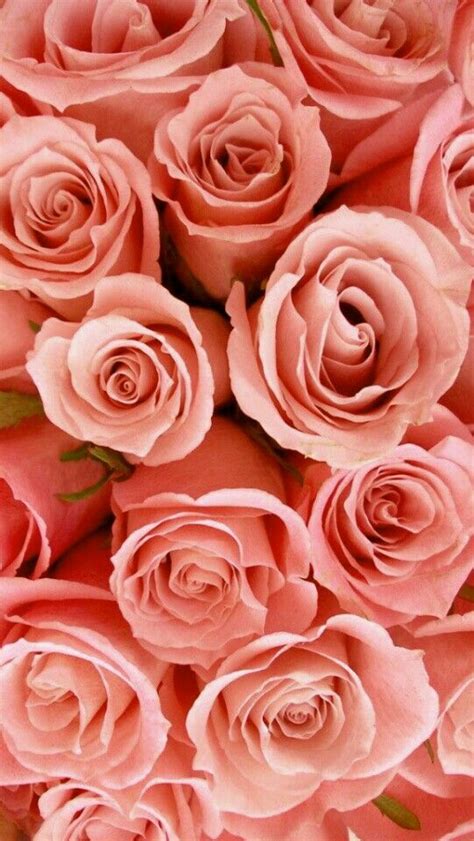 Peach roses | Wallpaper iphone roses, Rose wallpaper, Flower wallpaper