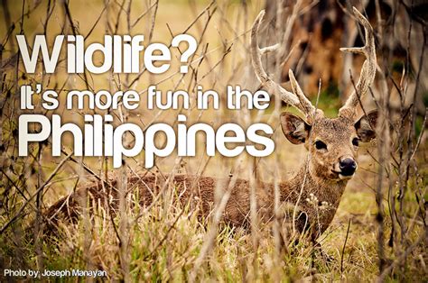 Travel . It's more fun in the Philippines: Wildlife.It's more fun in the Philippines