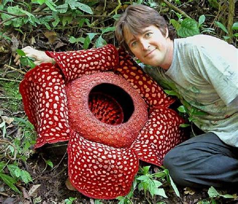 Unveiling the Unbelievable: Fascinating Plants That Will Leave You in Awe – Archaeology 24