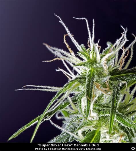 Erowid Plants Vaults : Images : cannabis hybrid bud__i2012e0122_disp