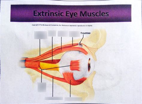 Extrinsic eye muscles Diagram | Quizlet