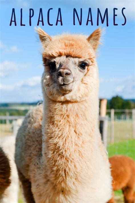 Alpaca Names - 250 Name Ideas That Will Suit Your Alpaca