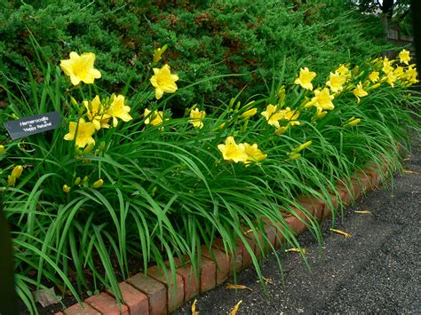 Daylilies | UMN Extension