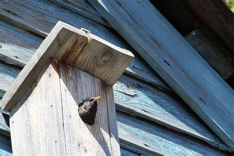 Build Your Own Birdhouse with a Kit