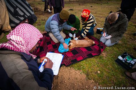 Ethiopian Wolf Conservation - Burrard-Lucas Photography