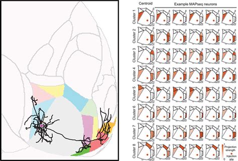 Revolutionary brain-mapping technique provides new blueprint for ...