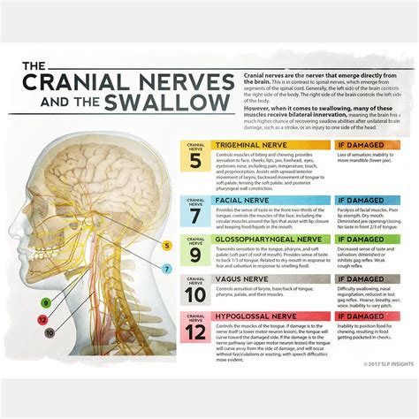 Handout for speech-language pathologists that defines the 5 most important cranial … | Speech ...