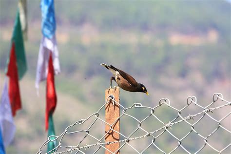 Bhutan Birding & Nature Tour | Marvellous Bhutan Travel Marvellous ...