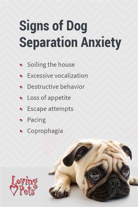 How to Cure your Dog's Separation Anxiety - Shop LP