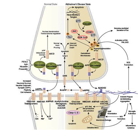 Cell Signaling Technology Pathways | CST