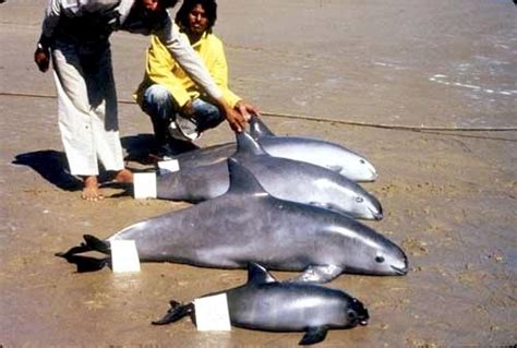 Vaquita Porpoise – "OCEAN TREASURES" Memorial Library