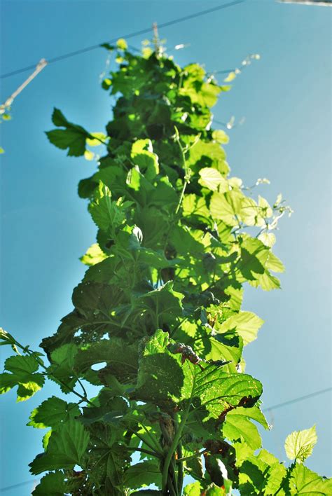 Hops Are Growing Quickly! – Buck Creek Distributing