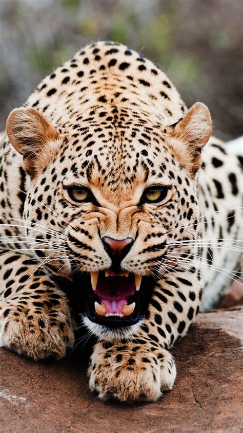 Images For > Jaguar Roar | Tiere, Wilde tiere, Lustiges tier