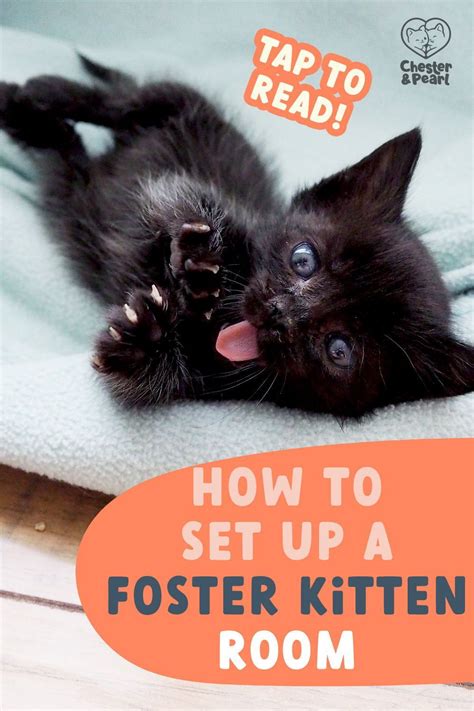 How I Created My Kitten Foster Room Setup [Fostering Cats part 2] - Chester & Pearl cat toys in ...