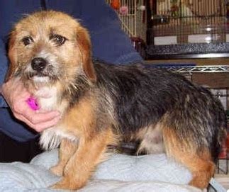 Borkie (Beagle x Yorkie Mix) Information, Temperament, Puppies, Pictures