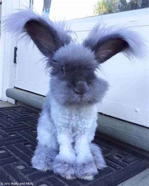 Famous Fluffy-Eared Rabbit Has a New Partner—And She's Just as Adorable | Cute baby bunnies ...