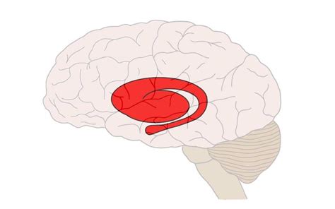 Know Your Brain: Striatum