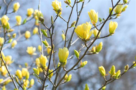 How to Grow and Care for Yellow Bird Magnolia (Yellow Tulip Tree)