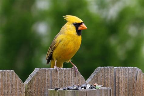 Another Rare Yellow Cardinal Spotted, This Time in Georgia! | Southern ...