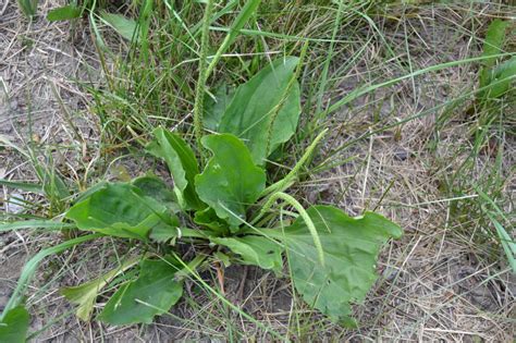 Broadleaf Plantain, also known as Common Plantain is a broadleaf weed.