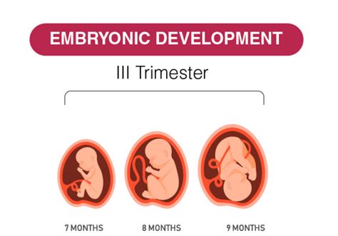 3rd Trimester - Weeks, Development, Physical & Psychological Changes ...