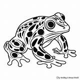 Frog Dart Poison Kleurplaat Frogs Ranas Colorear Kikkers Rane  sketch template