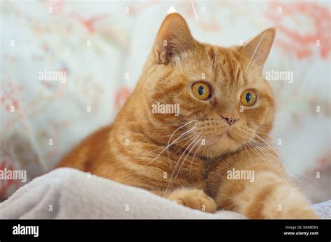 Ginger shorthair hi-res stock photography and images - Alamy