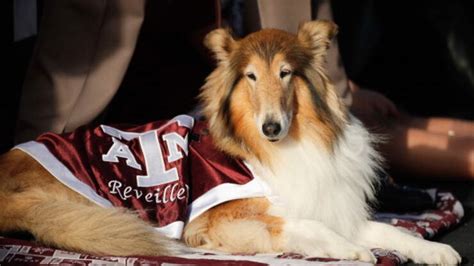 Texas A&M Mascot Reveille VIII Dies | News Radio 1200 WOAI