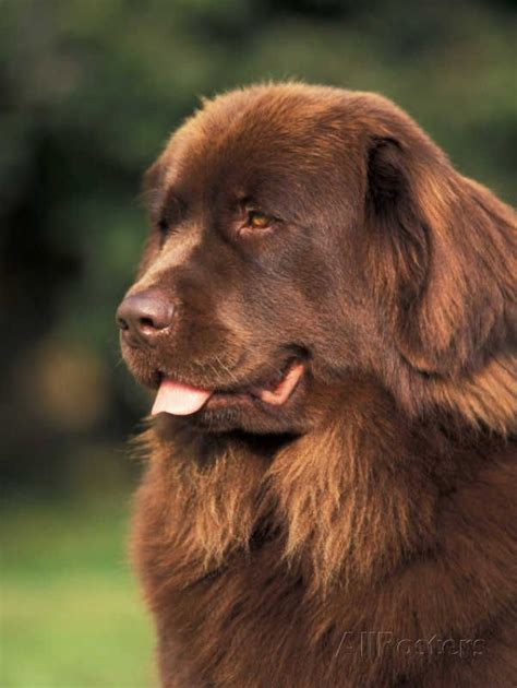 Brown Newfoundland Portrait