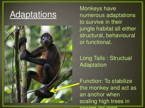 Adaptations presentations - Monkey and