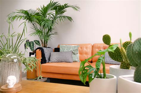 What’s Your Houseplant Aesthetic – Plant Decor Shop