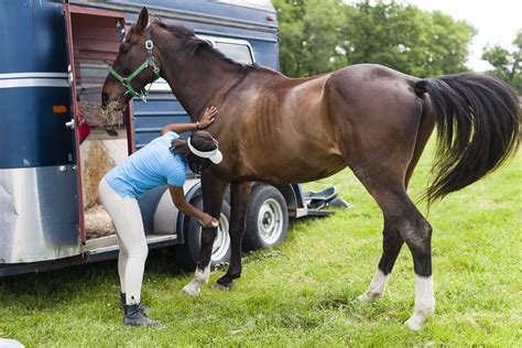 Horse Grooming And Its Benefits — FC Supplies