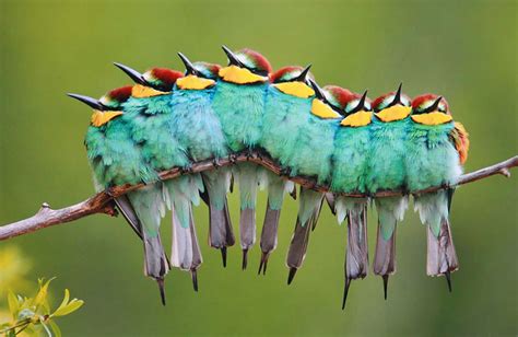 Download Bird Animal Bee-eater Image