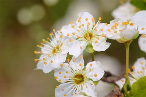 cherry plum, Flowers, Flowering, Blossom, Spring, Macro Wallpapers HD / Desktop and Mobile ...