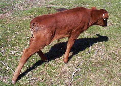 Treating Scours In Cows - All About Cow Photos