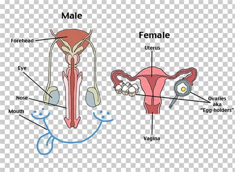 Female Reproductive System Human Reproductive System Human Body PNG ...