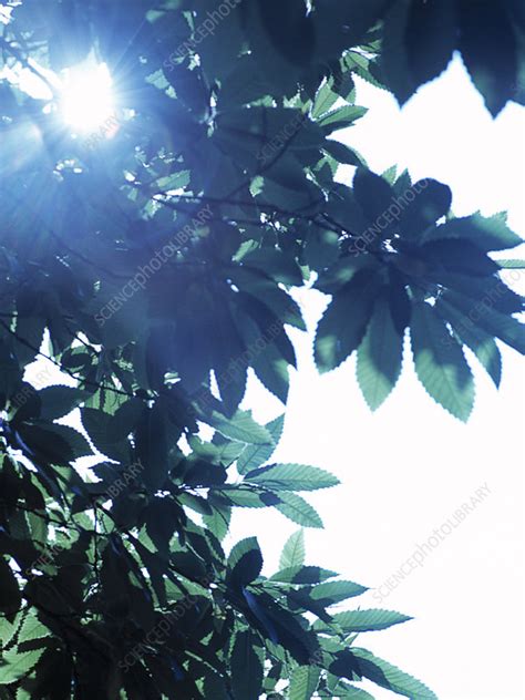 Sweet chestnut tree leaves - Stock Image - B740/0351 - Science Photo ...