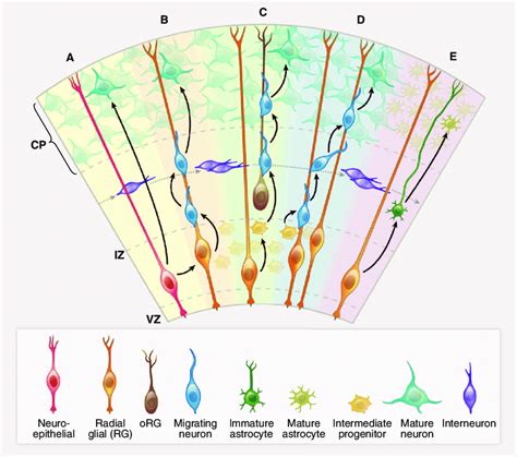 Cortical development-origins of pyramidal neurons and astrocytes in the... | Download Scientific ...