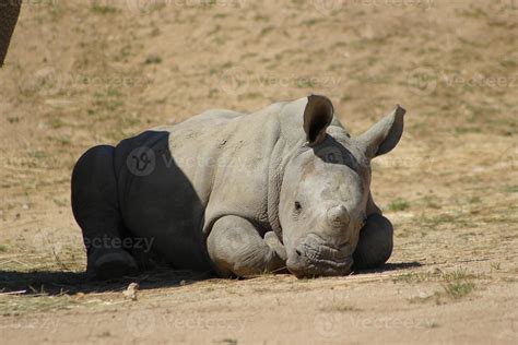 Baby White Rhinoceros 845122 Stock Photo at Vecteezy