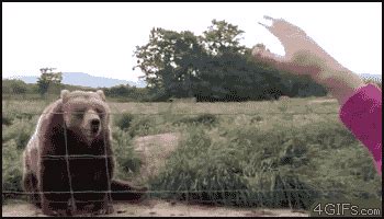 Bear Waving GIF - Find & Share on GIPHY